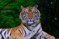 Tiger ready to attack looking at you Royalty Free Stock Photo