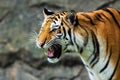 Tiger Royalty Free Stock Photo