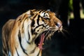 A tiger ready to attack Royalty Free Stock Photo