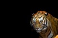 A tiger ready to attack looking at you Royalty Free Stock Photo