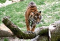 Tiger ready to jump