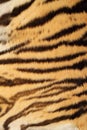 Tiger real fur Royalty Free Stock Photo