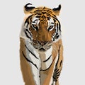 Tiger realistic hand drawn vector and illustrations white background