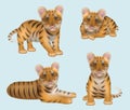 Tiger realistic. Wild aggressive big cat orange dangerous animal decent vector tiger in different poses