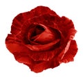 Tiger red rose. Flower, white isolated background with clipping path. Closeup. no shadows. For design. Royalty Free Stock Photo