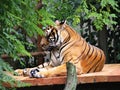 Tiger relaxing