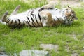 Tiger relaxing