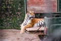 Tiger rest on pickup