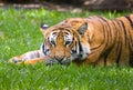 Tiger Resting Royalty Free Stock Photo