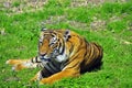 Tiger resting Royalty Free Stock Photo