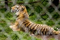 Tiger resting behind fence Royalty Free Stock Photo