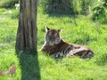 Tiger resting on the grass Royalty Free Stock Photo