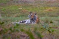 Wild Bengal Tiger resting on green grass in the jungle