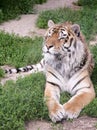 Tiger resting on the green grass Royalty Free Stock Photo