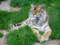 Tiger resting and looking to the side on green grass Royalty Free Stock Photo