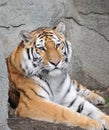 Tiger Resting On Rocks