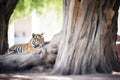 tiger resting in the shade of a large tree trunk