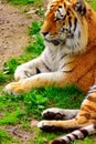 Tiger resting