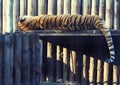 Tiger Resting On A Wood Shelf