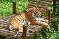 Tiger resting Royalty Free Stock Photo