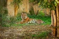Tiger resting in zoo garden Royalty Free Stock Photo