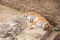 Tiger resting in zoological garden Royalty Free Stock Photo