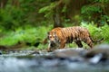 Tiger in the river. Tiger Action wildlife scene, wild cat, nature habitat. Tiger running in water. Danger animal, tajga in Russia.