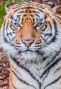 Bengal tiger, queen of forest, tiger close up, feline