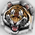 Tiger Roar coming out from Torn Paper Royalty Free Stock Photo