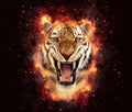 Tiger roar on fire. Energy, power or anger
