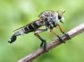 Tiger Roberfly