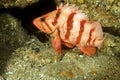 Tiger Rock Fish 2