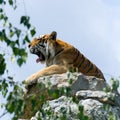 Tiger on the rock, yawn Royalty Free Stock Photo