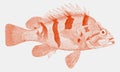 Tiger rockfish in side view Royalty Free Stock Photo