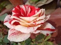 Tiger Rose red white mix