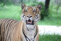 Tiger Royal Bengal roaring Royalty Free Stock Photo