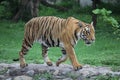 Tiger Royal Bengal Royalty Free Stock Photo