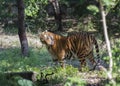 Tiger or Royal Bengal Tiger or Indian Tiger Panthera tigris tigris cleaning