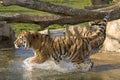 Tiger running