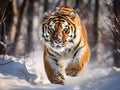 Tiger running in Amur tiger in wild winter Action wildlife dangerous animal
