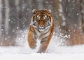 Tiger running in the snow generated by AI.