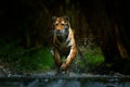 Tiger running in the water. Danger animal, tajga in Russia. Animal in the forest stream. Grey Stone, river droplet. Amur tiger wit