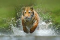 Tiger running in the water. Danger animal, tajga in Russia. Animal in the forest stream. Grey Stone, river droplet. Tiger with spl