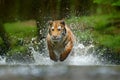 Tiger running in the water. Danger animal, tajga in Russia. Animal in the forest stream. Grey Stone, river droplet. Tiger with spl Royalty Free Stock Photo