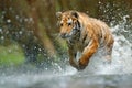 Tiger running in water. Danger animal, tajga in Russia. Animal in the forest stream. Grey Stone, river droplet. Tiger with splash