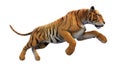 Tiger running, wild animal on white background