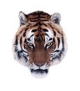 Tiger`s angry face isolated at white