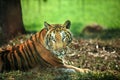 Tiger Royalty Free Stock Photo