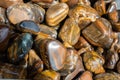 Tiger`s eye and hawk`s eye gemstone as  mineral rock Royalty Free Stock Photo