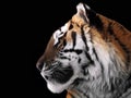 Tiger`s face close up isolated at black profile Royalty Free Stock Photo